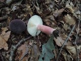 Russula mariae image