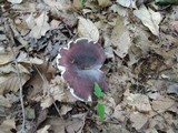 Russula mariae image