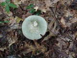 Russula aeruginea image