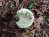 Russula aeruginea image