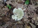 Russula aeruginea image