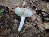 Russula aeruginea image