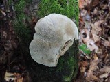Daedaleopsis confragosa image