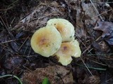 Pholiota spumosa image