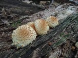 Pholiota squarrosoides image