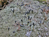 Pilophorus clavatus image
