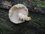 Pholiota squarrosoides image