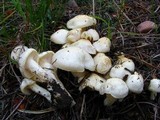 Hygrophorus chrysodon image