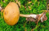 Callistosporium luteo-olivaceum image