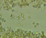 Callistosporium luteo-olivaceum image