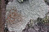 Haematomma accolens image