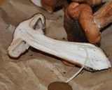 Armillaria gallica image