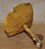 Suillus americanus image
