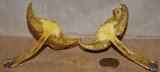 Suillus americanus image