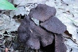 Inocybe tahquamenonensis image