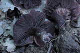 Inocybe tahquamenonensis image