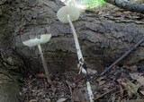 Hymenopellis furfuracea image