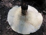 Leucopaxillus giganteus image