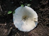 Leucopaxillus giganteus image