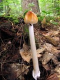 Amanita amerifulva image