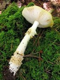 Amanita frostiana image