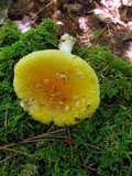 Amanita frostiana image