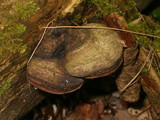 Fomitopsis rosea image