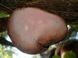 Fomitopsis rosea image