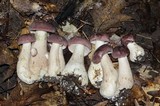 Tylopilus rubrobrunneus image