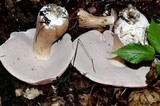 Tylopilus rubrobrunneus image