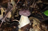 Tylopilus rubrobrunneus image