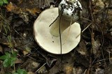 Tylopilus rubrobrunneus image