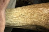 Tylopilus rubrobrunneus image