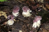 Tylopilus rubrobrunneus image