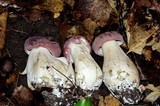 Tylopilus rubrobrunneus image