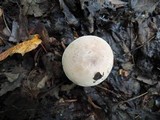Russula modesta image