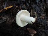 Russula modesta image