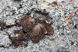 Umbilicaria muehlenbergii image
