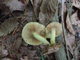 Pholiota spumosa image