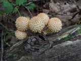 Pholiota squarrosoides image