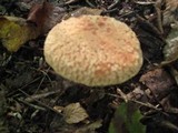 Boletus hortonii image