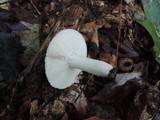 Russula cyanoxantha image