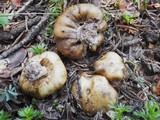 Cortinarius pinguis image