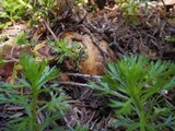 Cortinarius pinguis image