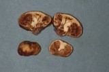 Cortinarius pinguis image