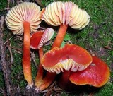 Hygrocybe splendidissima image