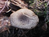 Inocybe lanuginosa image