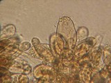 Inocybe lanuginosa image