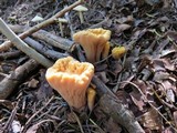 Clavariadelphus truncatus image
