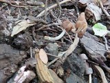 Helvella elastica image